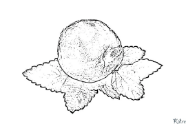 peach Coloring Pages To Print